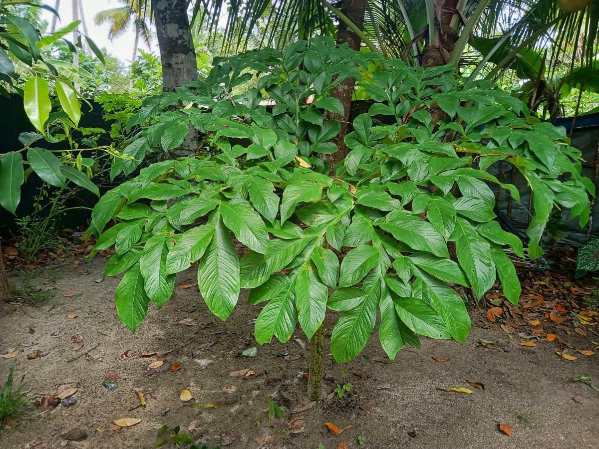 Marari Bethsaida Homestay Shertallai Exteriör bild